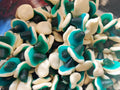 Jelly Mushrooms Blue